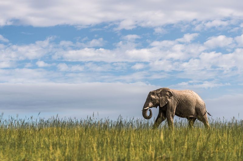 Shamwari Wildlife Rehabilitation Centre, Eastern Cape, South Africa