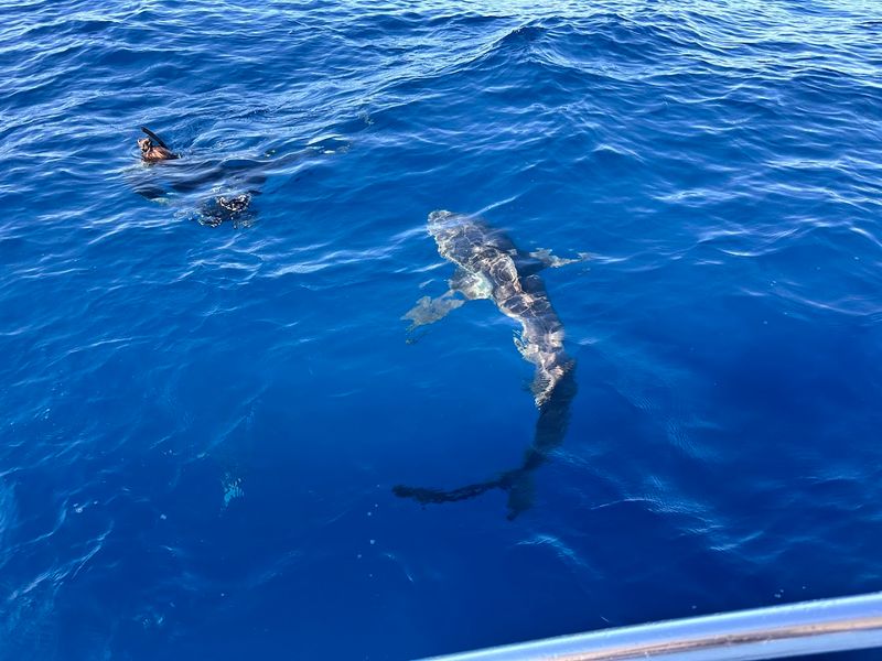 Shark Diving in Jupiter