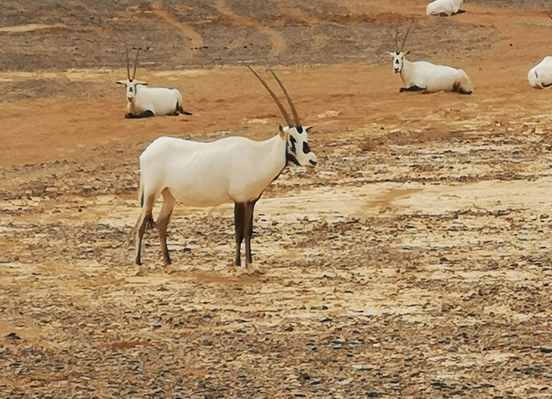 Shaumari Wildlife Reserve