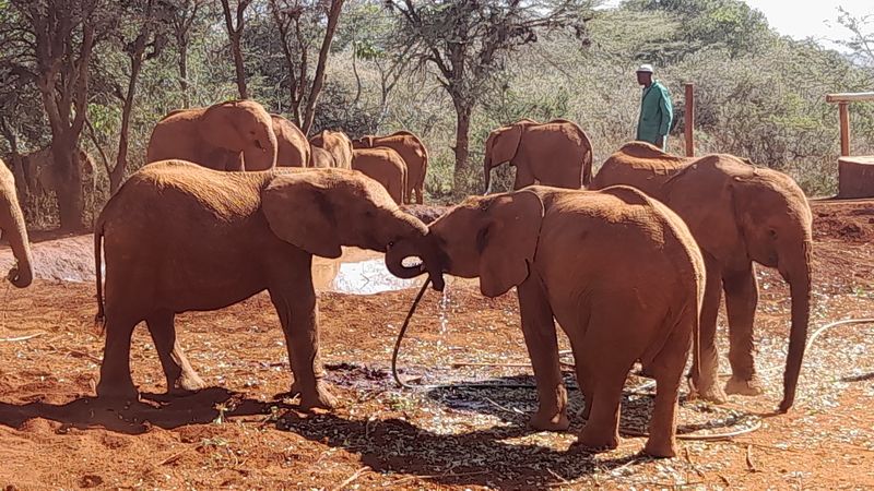 Sheldrick Wildlife Trust, Nairobi, Kenya