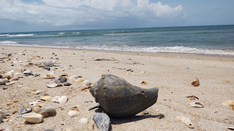 Shell Collecting Along Miles Of Undisturbed Beach Shell Collecting Along Miles Of Undisturbed Beach