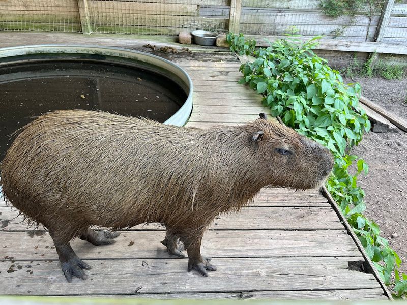 Sloths, Capybaras, and Animals You Never Expected to Meet