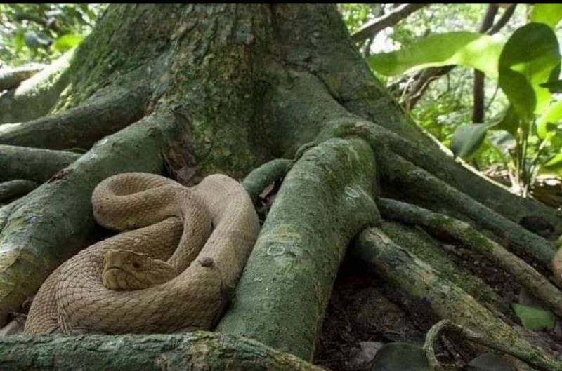 Snake Island — Brazil