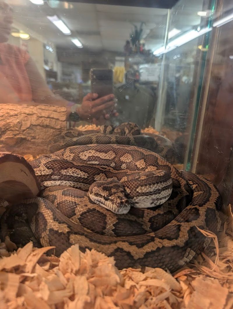 Snake and Tarantula Encounters for the Brave