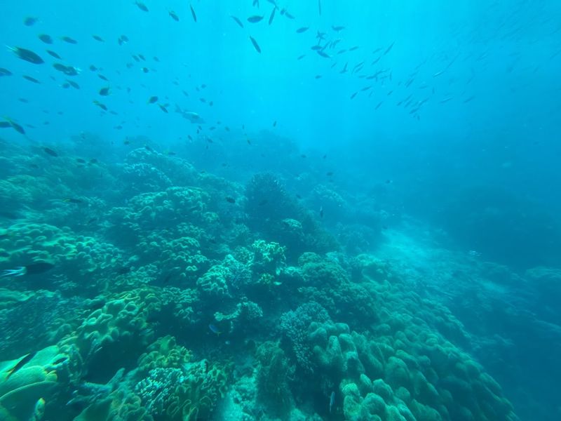Snorkel or Dive the Great Barrier Reef, Australia