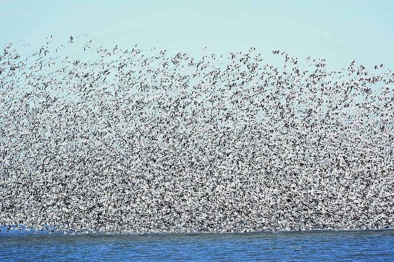 Snow Goose Migration, Central North America