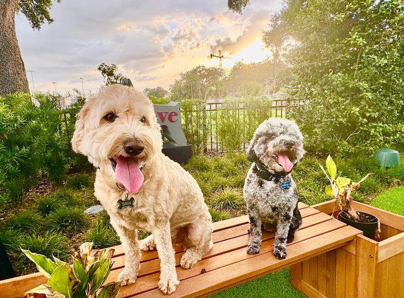 Socializing Your Dog in a Supervised Setting