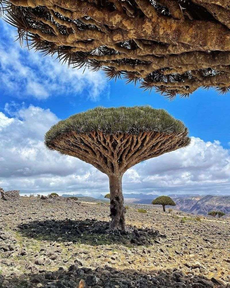Socotra Archipelago, Yemen