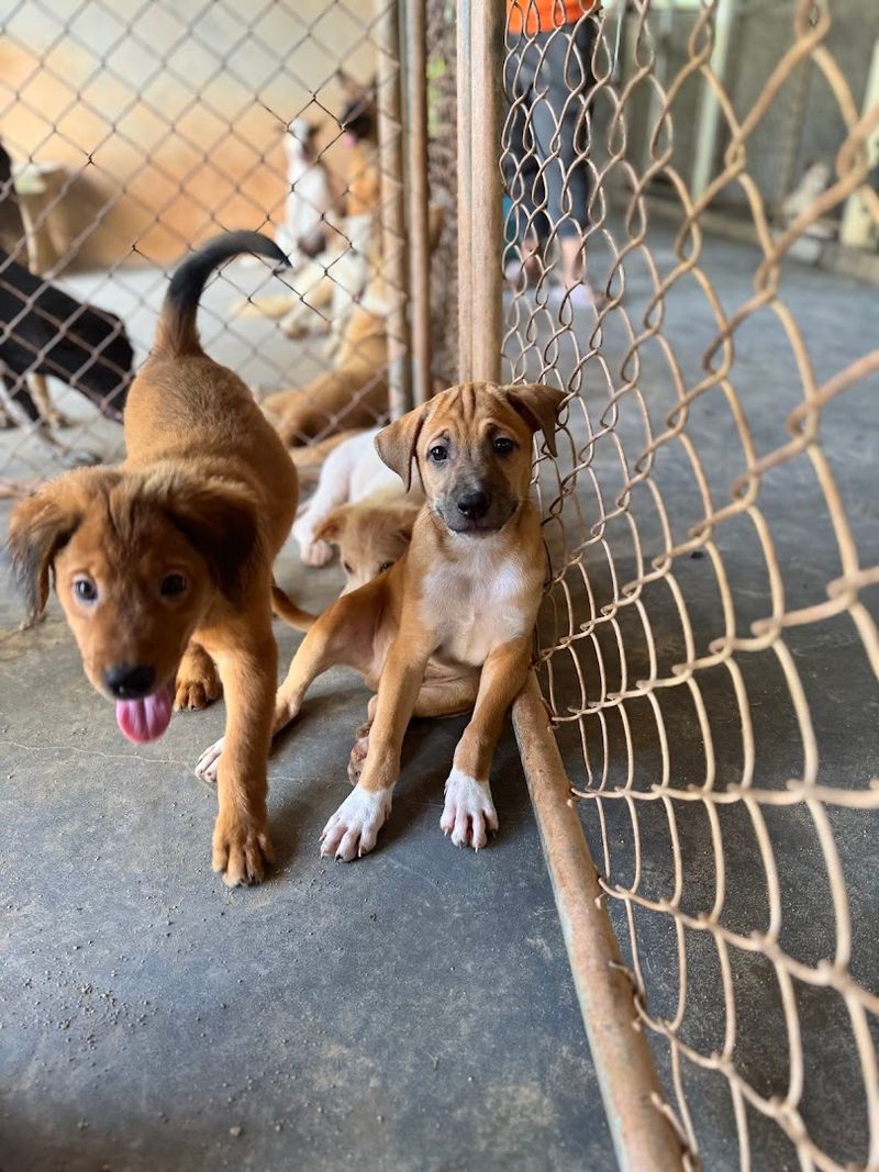 Soi Dog Foundation, Phuket, Thailand Soi Dog Foundation, Phuket, Thailand