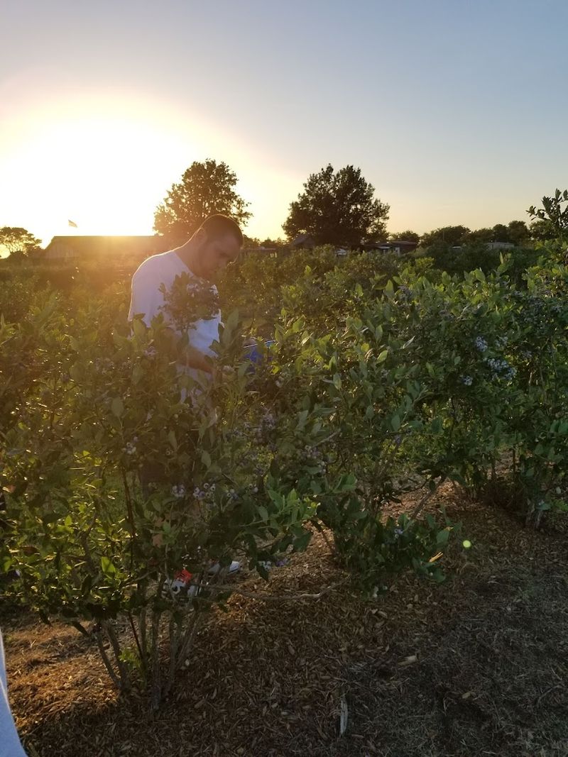 Special Events and Sunset Picking Sessions Special Events and Sunset Picking Sessions