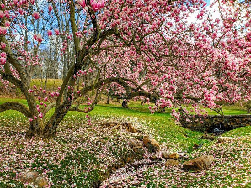 Spring Blooms That Make Every Camera Work Overtime Spring Blooms That Make Every Camera Work Overtime