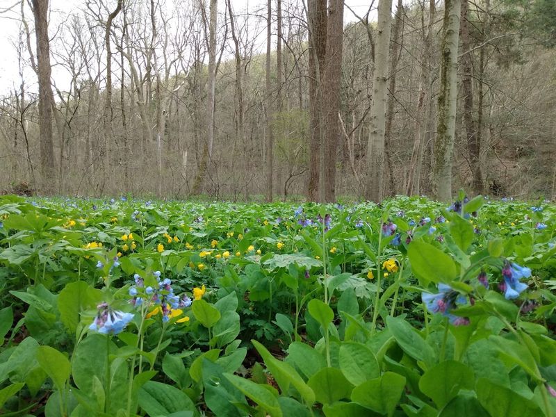 Spring Blooms That Stop You in Your Tracks Spring Blooms That Stop You in Your Tracks