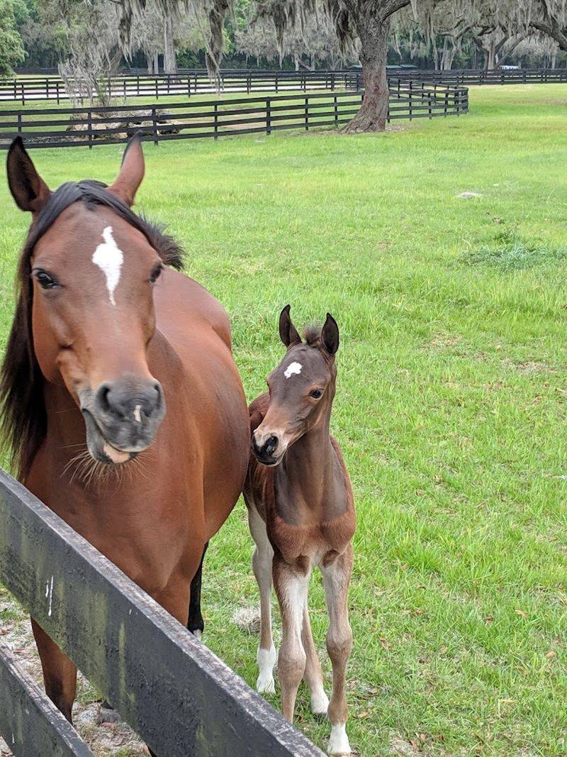 Spring Visits and Baby Foals Spring Visits and Baby Foals