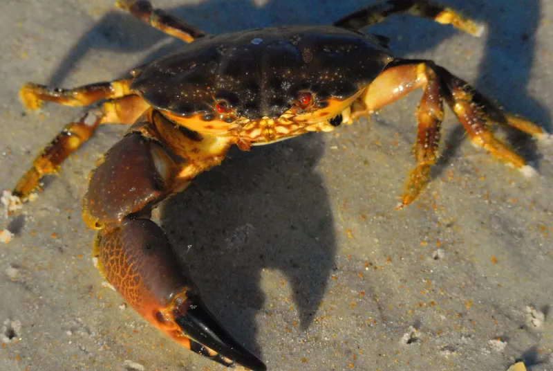 Stone Crab Festival