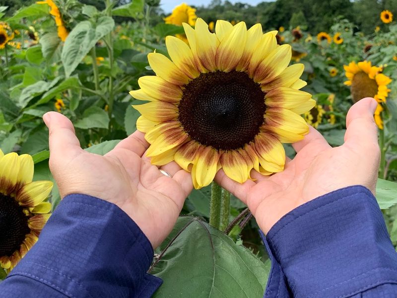 Stony Hill Farms In Chester, New Jersey