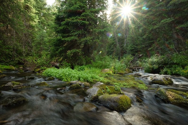 Strawberry Creek Running Through Camp