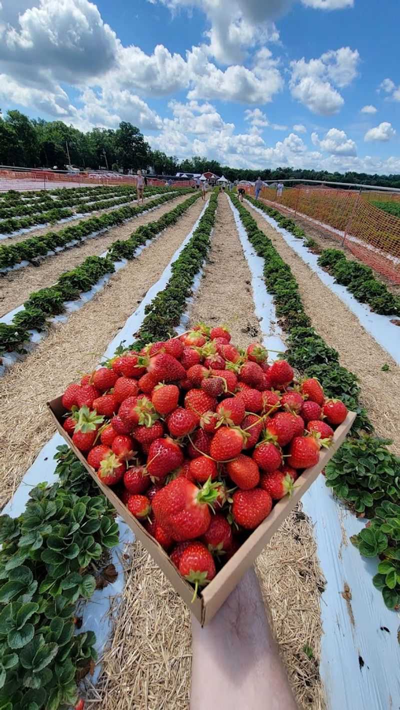 Strawberry Picking Season Is a Whole Event Strawberry Picking Season Is a Whole Event