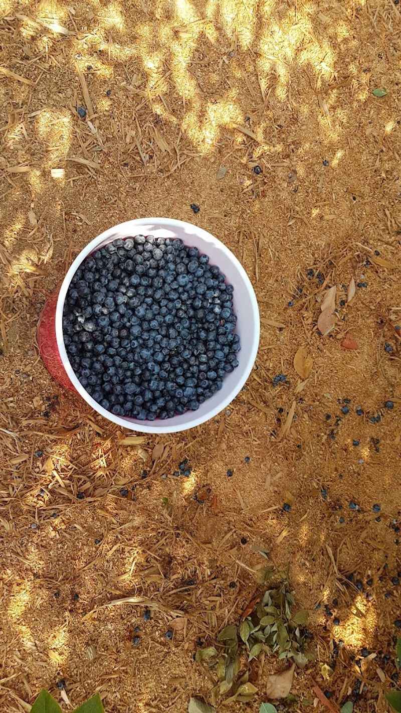 Sue's U-Pick Blueberries — Portland, Oregon Sue's U-Pick Blueberries — Portland, Oregon