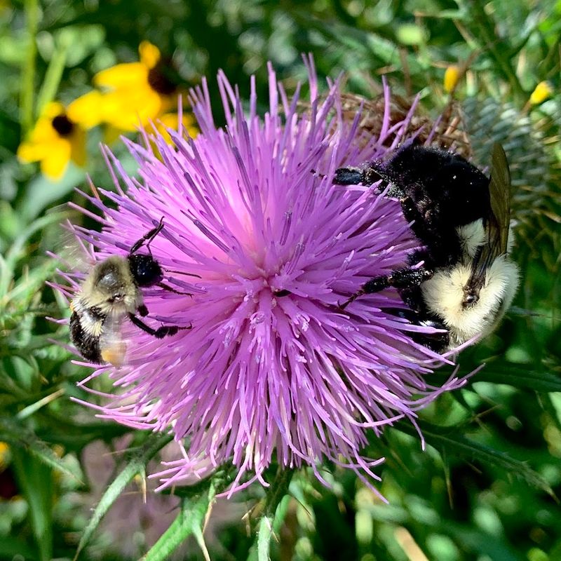 Summer Color and the Pollinators That Chase It Summer Color and the Pollinators That Chase It