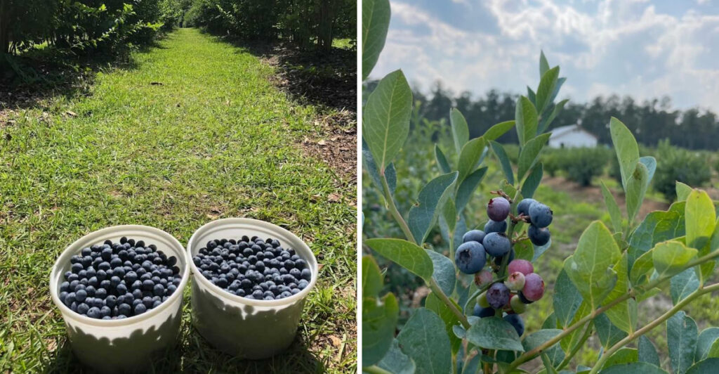 Summer Starts With a Full Bucket at These 10 Incredible North Carolina Blueberry Farms