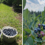 Summer Starts With a Full Bucket at These 10 Incredible North Carolina Blueberry Farms