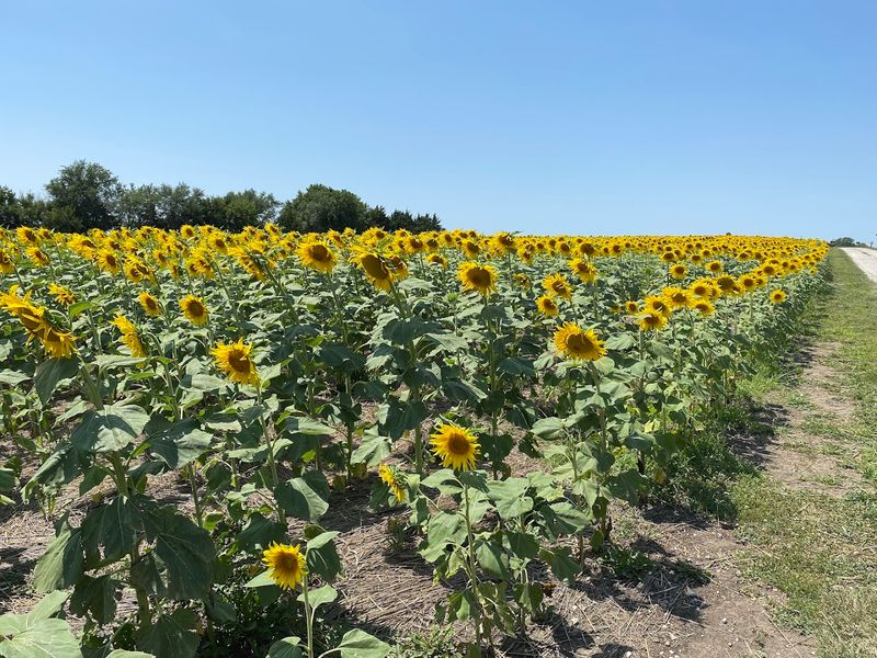 Sunflower Farm, Berryton, Kansas Sunflower Farm, Berryton, Kansas