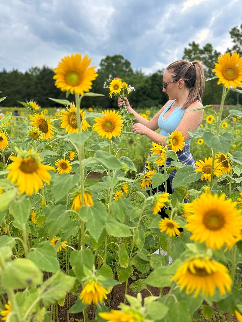 Sunflower Festival in the Heart of Summer Sunflower Festival in the Heart of Summer