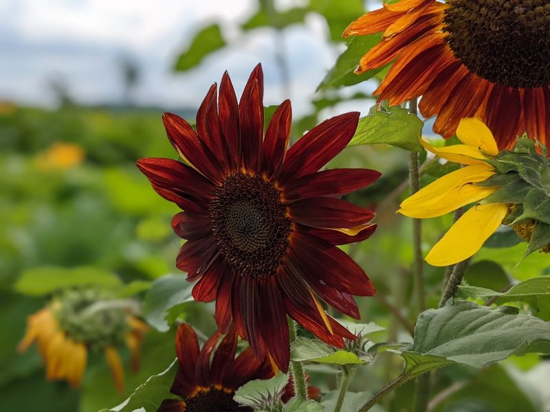 Sunflowers, Color, and Camera Moments