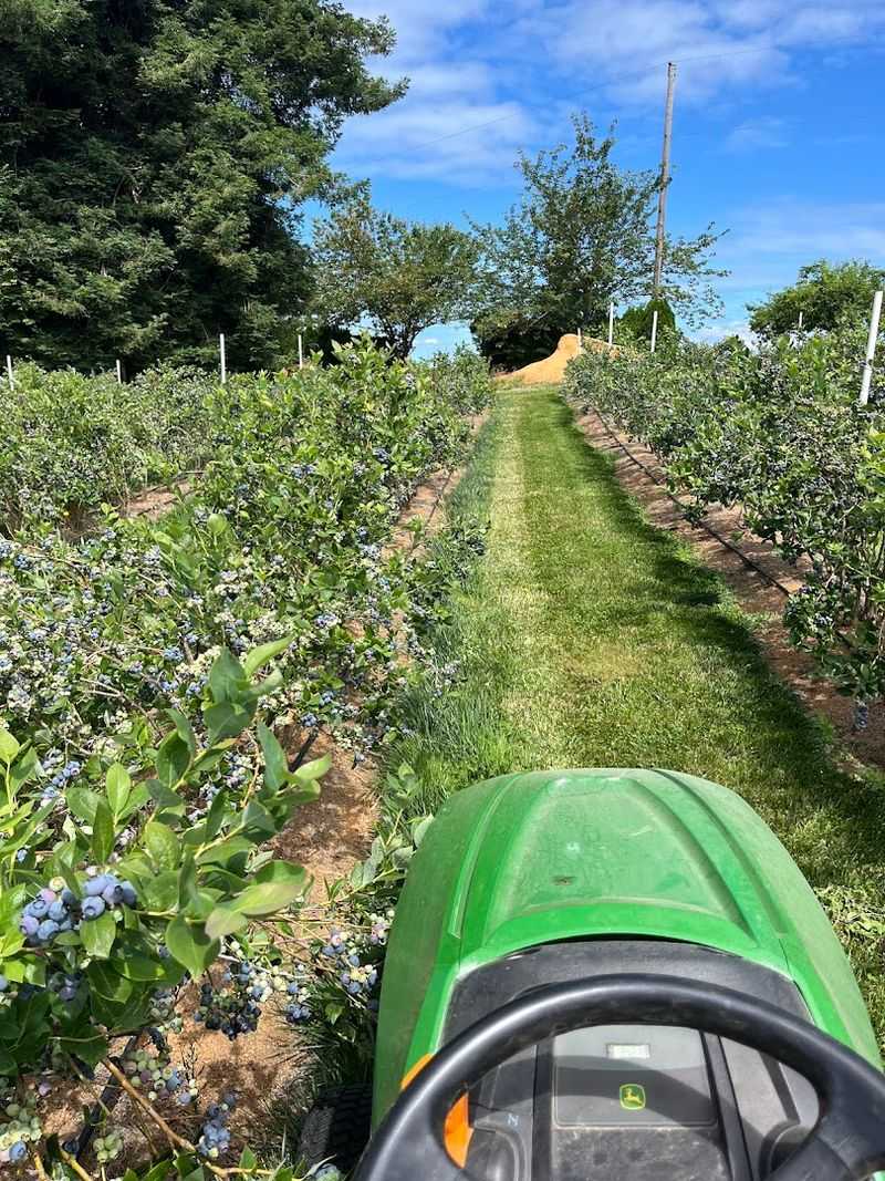 Sunrise U-Pick Blueberries — Hillsboro, Oregon Sunrise U-Pick Blueberries — Hillsboro, Oregon