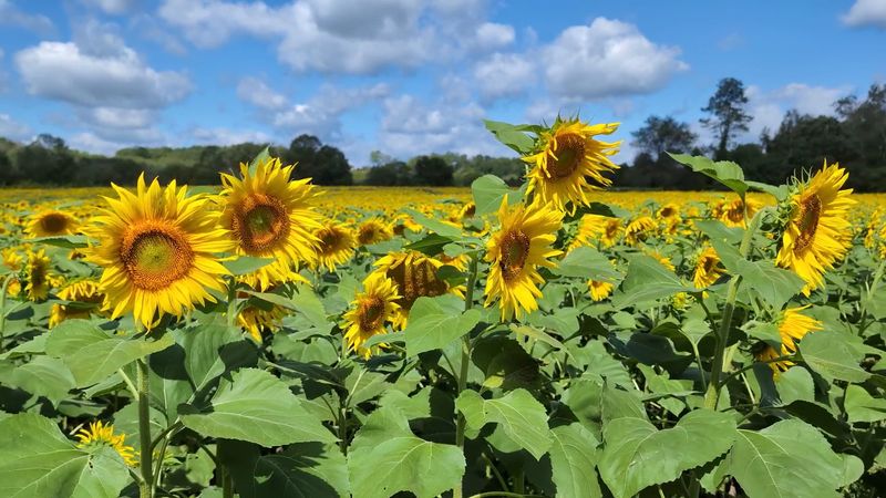 Sussex County Sunflower Maze In Branchville, New Jersey