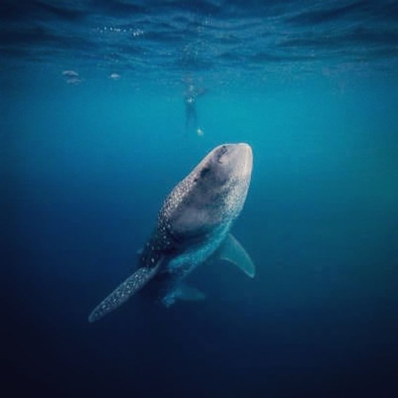 Swim With Whale Sharks in Mexico or the Philippines
