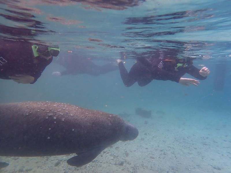 Swimming With Manatees in Crystal River