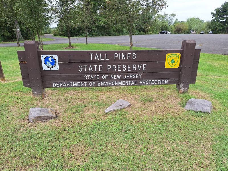 Tall Pines State Preserve, Sewell, New Jersey Tall Pines State Preserve, Sewell, New Jersey