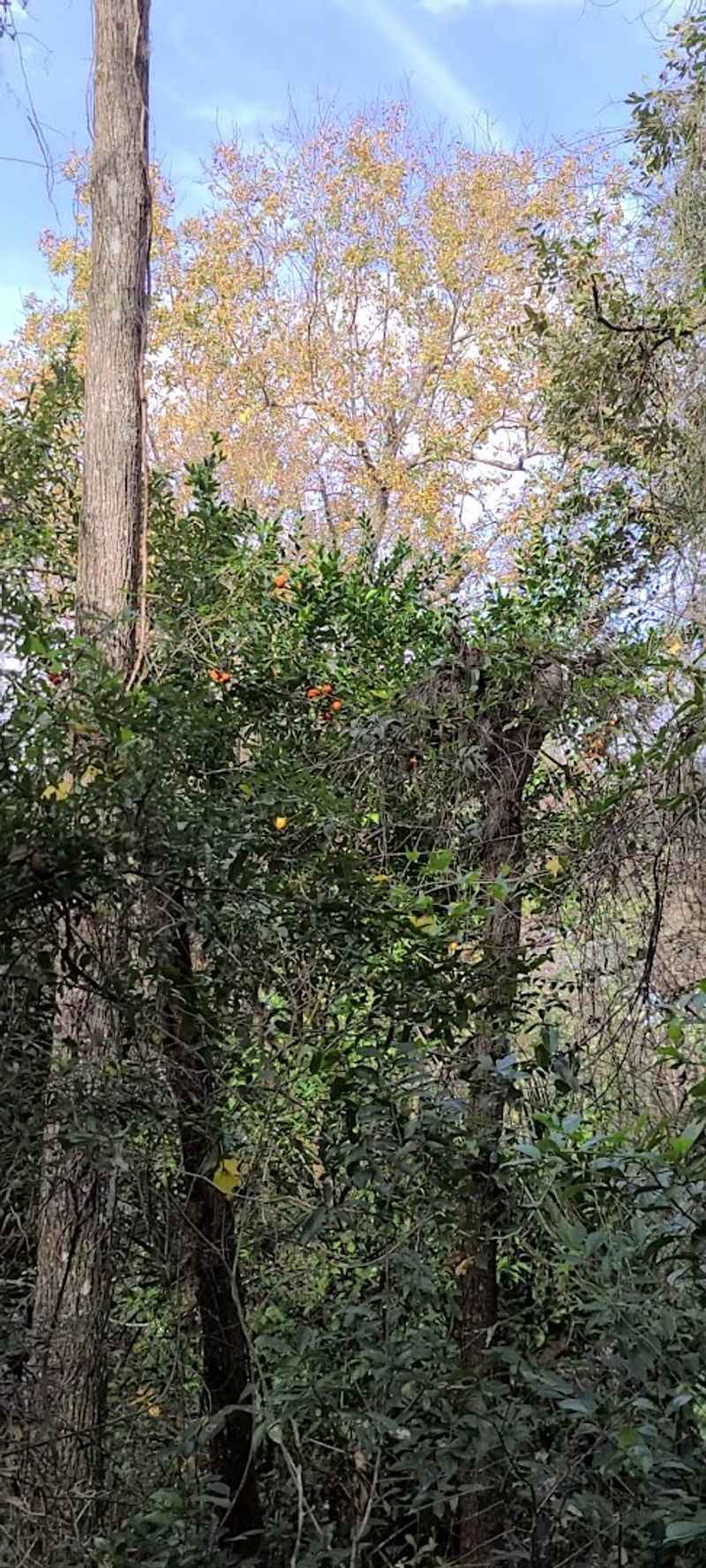 Tangerines, Quiet Mornings, and Small Surprises Along the Way Tangerines, Quiet Mornings, and Small Surprises Along the Way