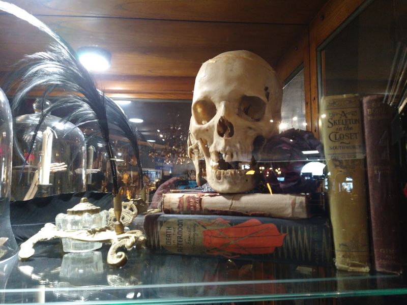 Taxidermy and Natural Curiosities