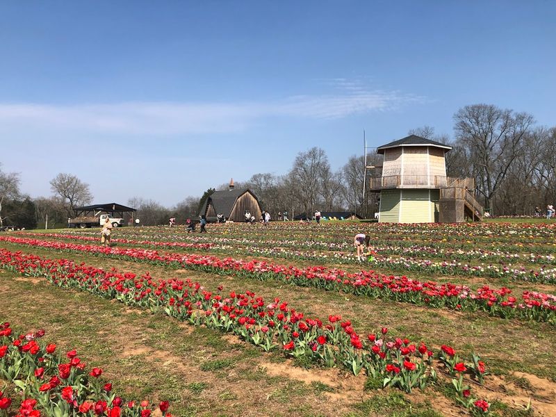 Tennessee's Only U-Pick Tulip Farm Tennessee's Only U-Pick Tulip Farm