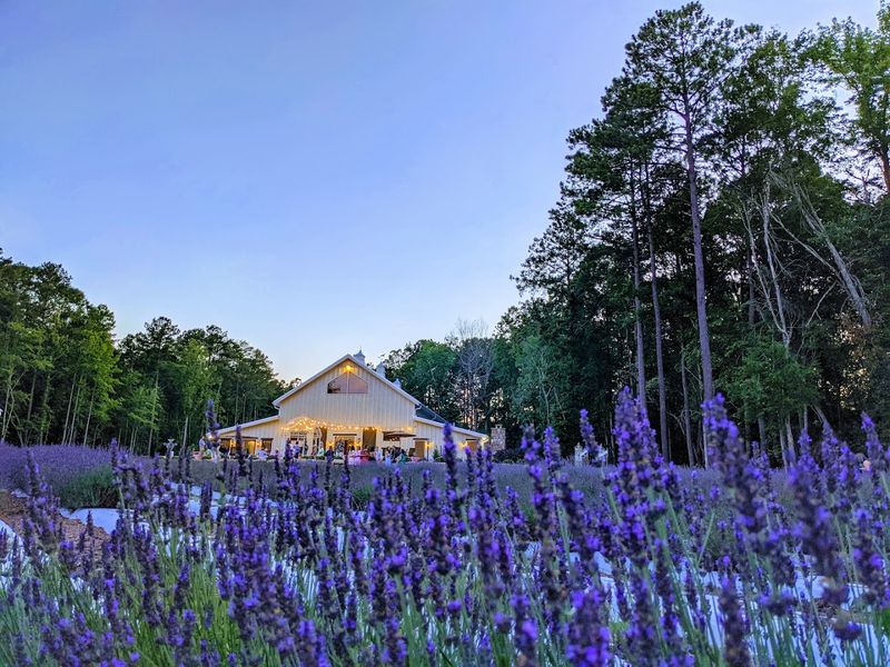 The 60-Acre Lavender Paradise That Will Take Your Breath Away