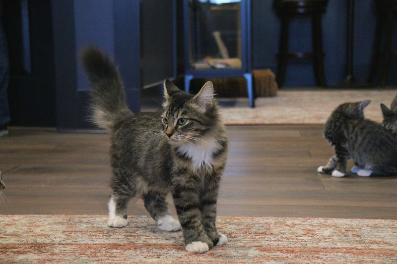 The Adoption Room: Where Forever Homes Begin