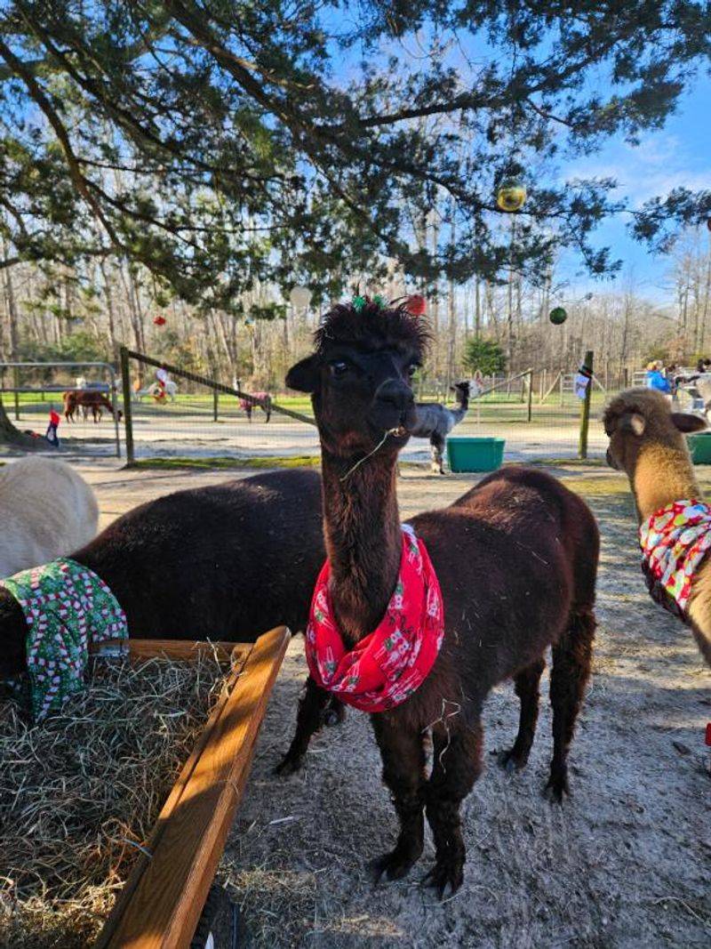The Alpacas Themselves: Personality and Charm