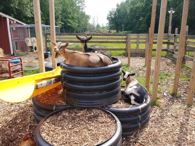 The Animal Area That Steals the Show for Families