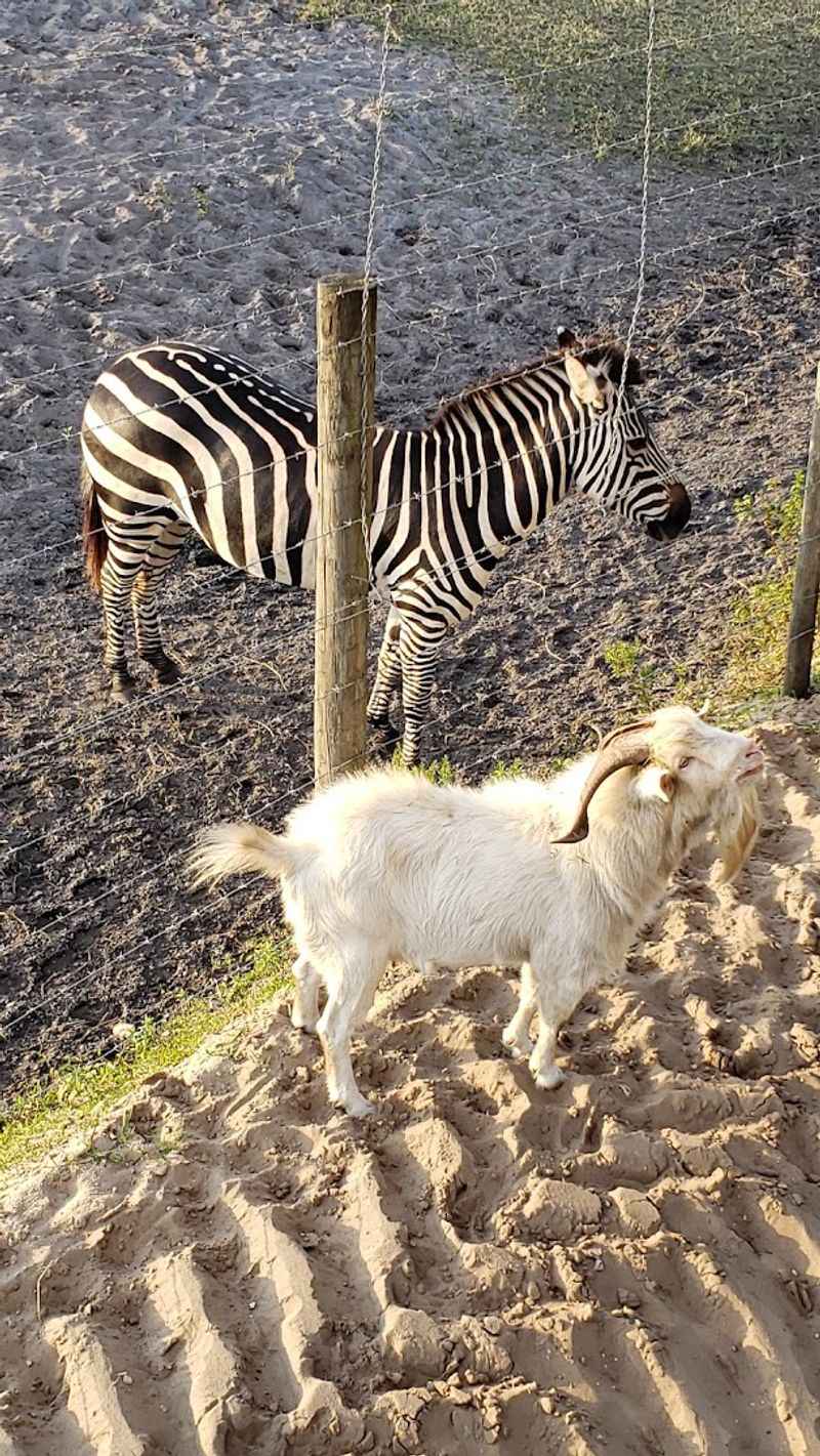 The Animal Encounters That Steal the Show The Animal Encounters That Steal the Show