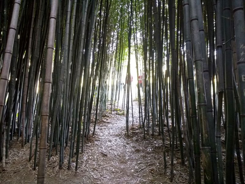 The Animal Farm and Bamboo Forest