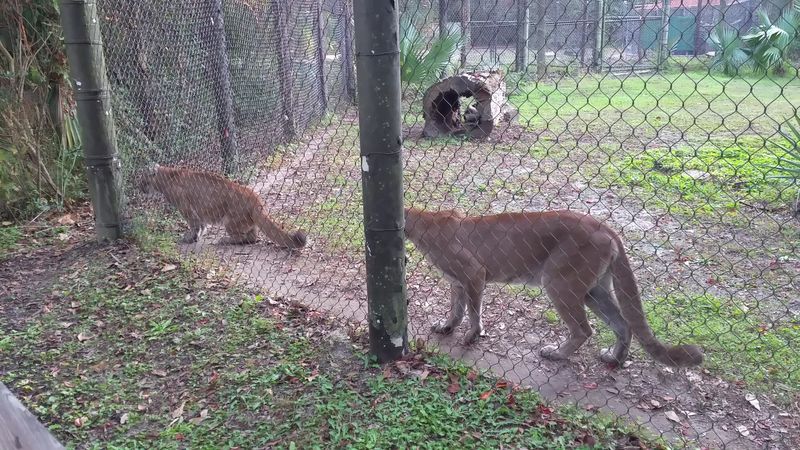 The Animal Forest and Its Wild Residents