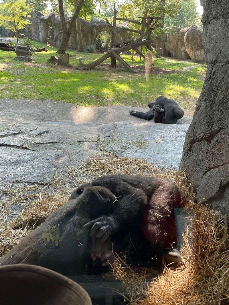 The Animals Are the Real Stars Here The Animals Are the Real Stars Here