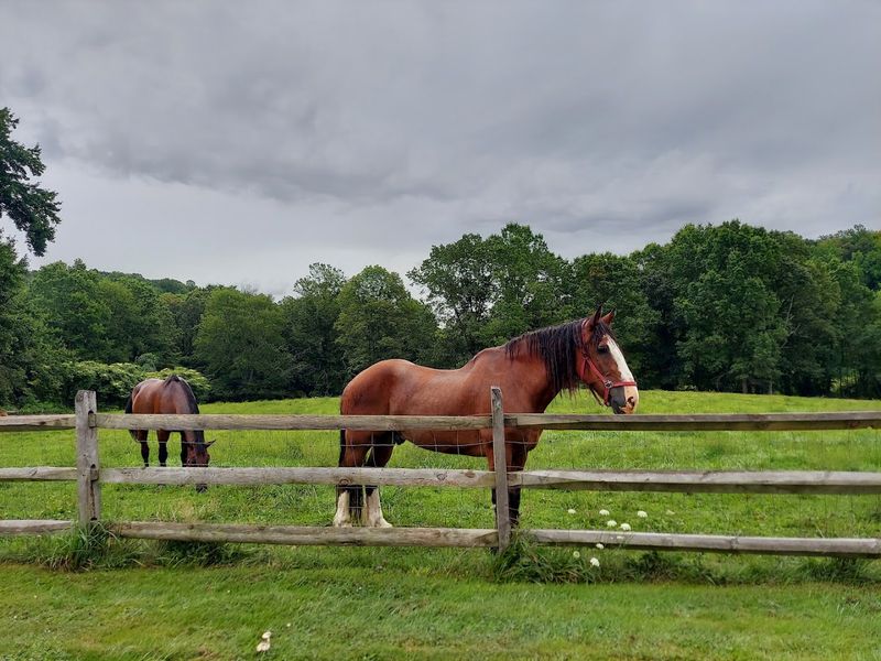 The Animals That Call Fosterfields Home