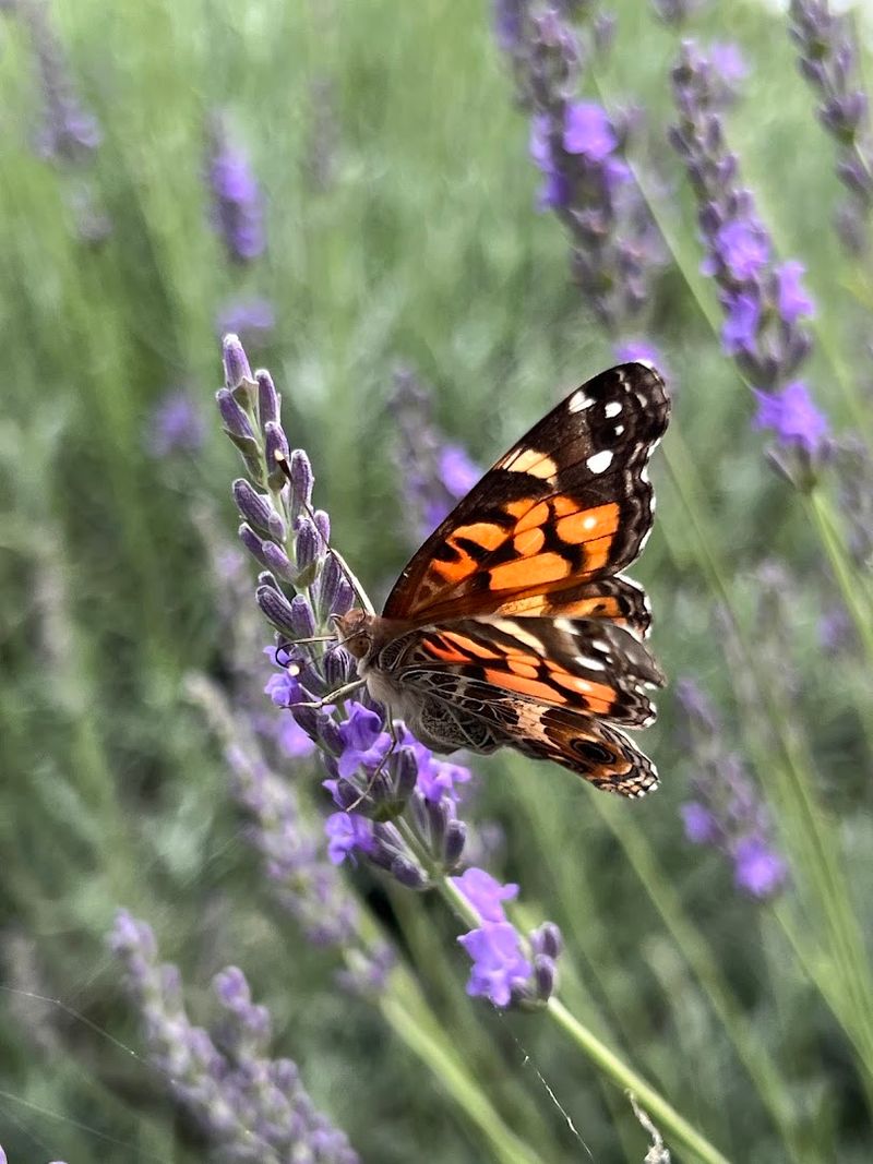 The Annual Lavender Festival The Annual Lavender Festival