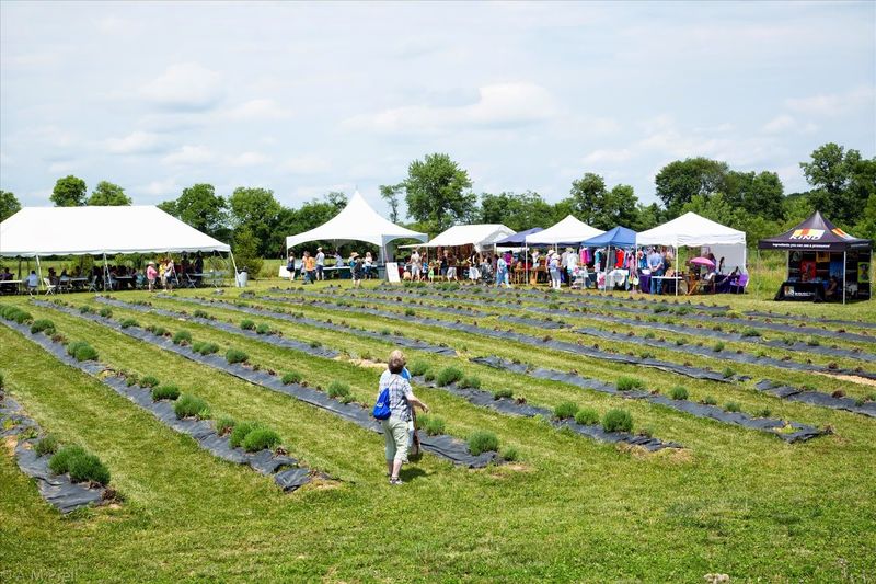 The Annual Summer Solstice Festival
