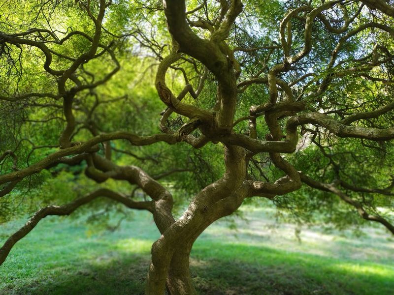 The Arboretum That Deserves Its Own Visit