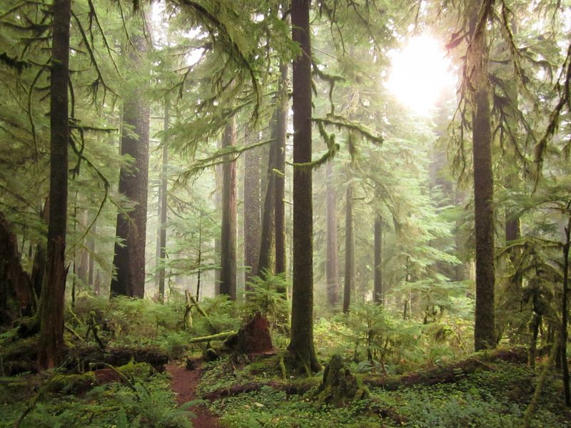 The Atmosphere That Sets This Forest Apart