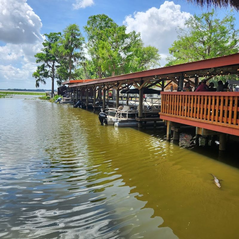 The Baby Alligators and Wildlife You Did Not Expect
